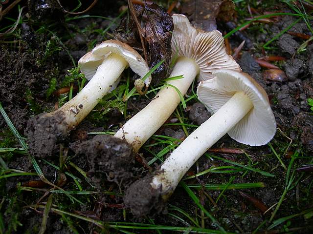 La  Flora  micologica  Alsaziana